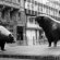 Bull And Bear On Wall Street