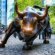 Bronze Bull On Wall Street